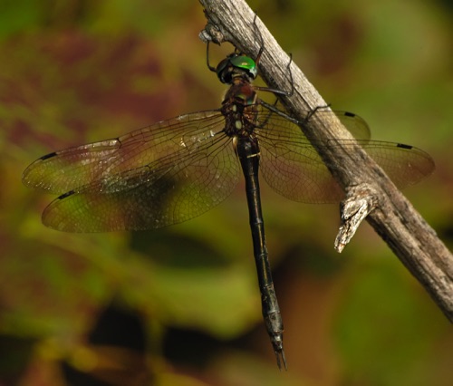 Female
2005_08_19_Chattooga